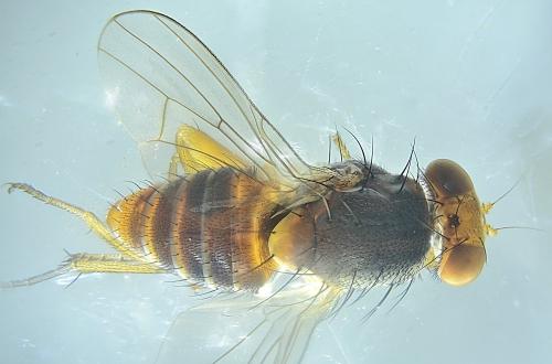 Prosopomyia pallida